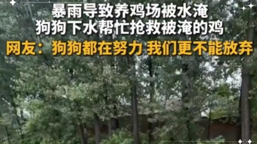 小狗吃了鸡骨头，不吃不吐不便便，瘦了很多养殖场小狗下水救鸡视频养殖场小狗下水救鸡 主板