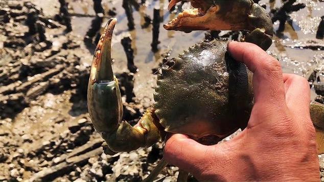 汕尾海滩突现大量生蚝哪里来的台风过后海滩上有没有海鲜大连黑石礁能赶海吗 魅蓝