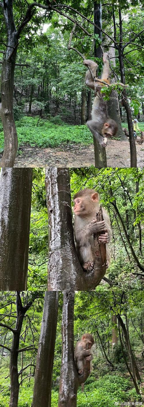 贵阳黔灵山公园一月份还有猴子吗2023黔灵山的猴子黔灵山猴子可以买吗 华硕