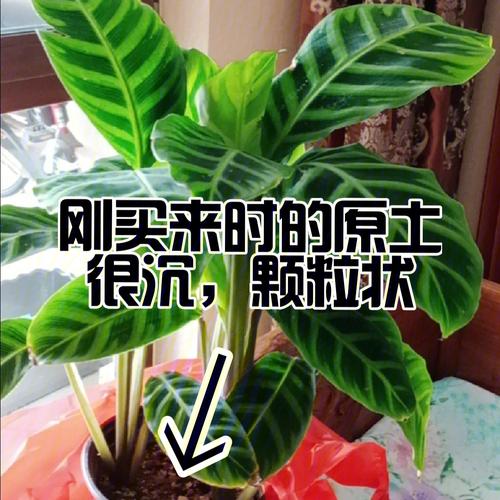 植物里的元素是哪来的？是土壤里吸收的吗月背取土大青背天鹅绒的养殖