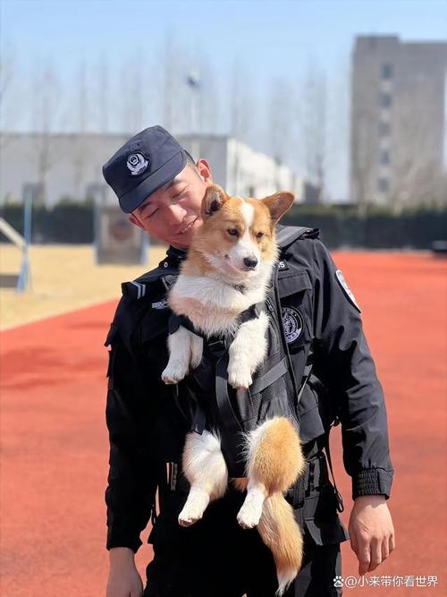 福仔是正式警犬吗警犬仔仔福仔是怎么当上警犬的